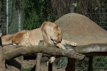 Naklejka premium Der König beim schlafen