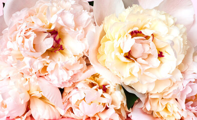 Beautiful bouquet of cream peonys. Close up.