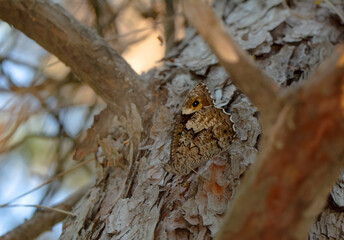 Closeup   beautiful butterflies ( Lattice Brown) sitting on the tree.