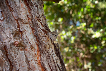 Closeup   beautiful butterflies ( Lattice Brown) sitting on the tree.