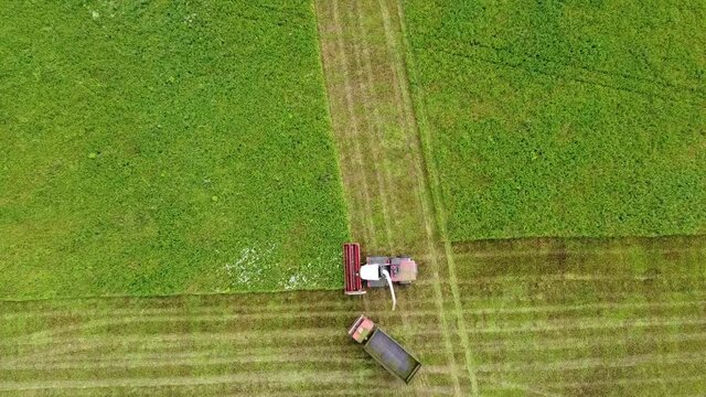 Aerial photography. Wide and close-up shots of a harvester cutting green grass. Birds of prey swirl over cars. The concept of sustainable biofuels and organic food.