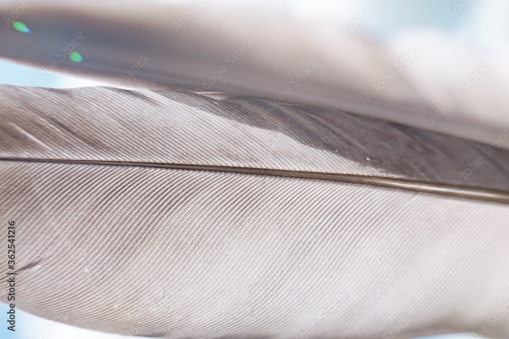 Poster Exotic texture feathers background close up. Sky, blue pattern for your design. Macro photography view.