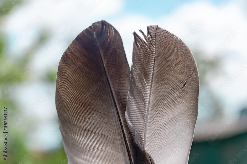 Aufkleber exotic texture feathers background close up. sky, blue pattern for your design. macro photography vi