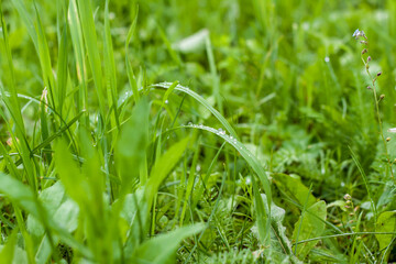 Green grass. Texture for the background. Thick summer green grass. Drops on leaves after rain. Background for creative works and presentations.