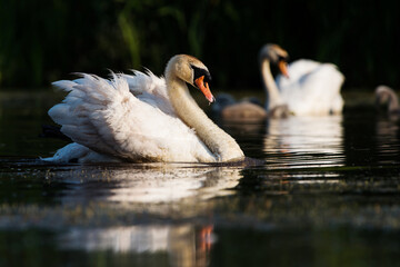 Obraz premium Male of Mute Swan on a water at dawn. His Latin name is Cygnus olor.