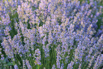 Lavender bush growing on the field