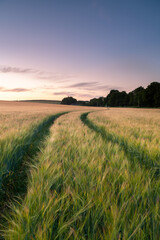 Dorset field sunset