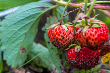 Ripe strawberries grow in the garden. Dirty berry after heavy rain. Strawberry.