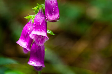 Foxglove © Chris