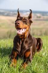 A brown-and-tan Doberman Dobermann dog lies in the green grass on a hill and looks into the distance. Portrait on a blurred natural background. Vertical orientation.