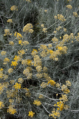 A Curry Plant, a species of Strawflower also known as Sandy Everlasting or Yellow chaste-weed