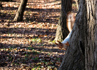 squirrel in the Park on a tree with a fluffy tail
