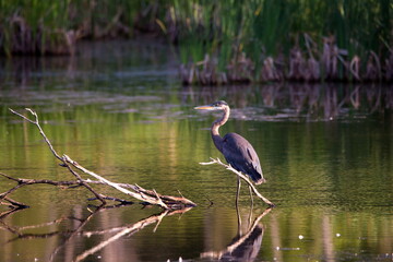 Long-legged great blue heron perched in profile on branch in a lake in during a summer golden hour, Leon-Provancher conservation area, Neuville, Quebec, Canada 