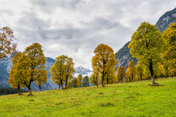 Maple trees at Ahornboden, Karwendel mountains, Tyrol, Austria