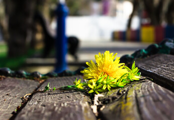 Naklejka na ściany i meble Yellow dandelion on a Park bench