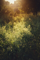 Wildflowers and herbs in summer meadow in sunset light. Slow living, summer in countryside. Atmospheric tranquil moment