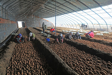 Farmers are putting sweet potatoes in the greenhouse, LUANNAN COUNTY, Hebei Province, China