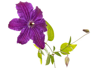 Purple clematis flower, isolated on white background