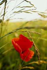 Red poppy and herbs in summer field in sunset light. Slow living, summer in countryside. Atmospheric tranquil moment