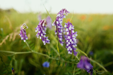 Purple vicia cracca blooming flowers in summer field in sunset light. Slow living, summer in countryside. Atmospheric tranquil moment. Winter vetch