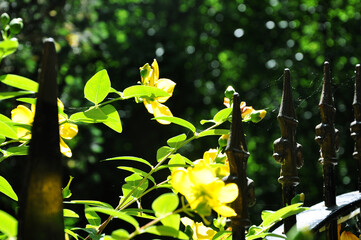 Yellow Flowers in the Garden