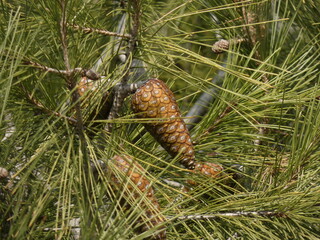 pine cones on a branch