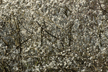 Flowers of a blackthorn bush for floral background, Prunus spinosa or Schlehdorn