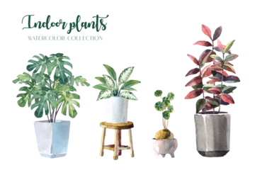 Tuinposter Water color indoor plants (Monstera, Lady Palm, Chinese Evergreen, Rubber Plant and Stephania Erecta) set on white background illustration vector. Suitable for various design elements.  © weeramix