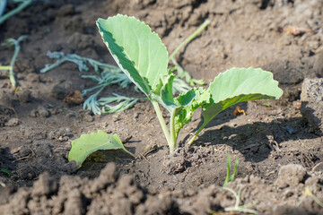 Cabbage seedling on the garden bed