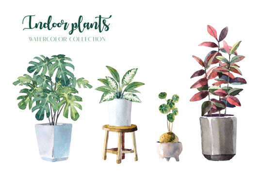 Water color indoor plants (Monstera, Lady Palm, Chinese Evergreen, Rubber Plant and Stephania Erecta) set on white background illustration vector. Suitable for various design elements. 