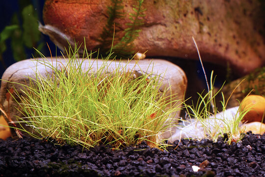 Groundcover eleocharis plant in an aquarium on a background of decorative stones. Selective focus