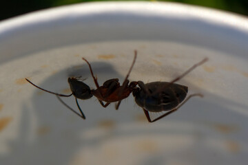 Beautiful Strong jaws of red ant close-up