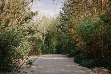 Wooden walkway among tall bushes, thickets and trees. Road to the sea through the forest