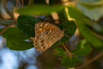 Obraz premium Closeup beautiful butterflies ( Lattice Brown) sitting on the tree.