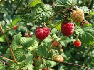 Obraz premium wild strawberry bush