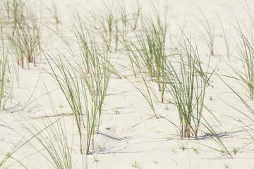 Sanddünen mit Dünengräsern, Deutschland, Europa