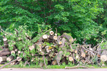 Sawn tree after falling as a result of natural disaster.