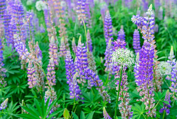 Blooming lupine flower. Purple lupine flower. Field lupine.