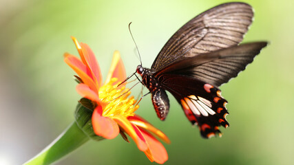 black butterfly flying over a red flower looking for pollen, this elegant and fragile insect from the Lepidoptera family has fast wings like a humming-bird, botanical garden in Chiang Mai, Thailand