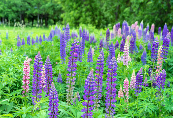 Obraz premium Blooming lupine flower. Purple lupine flower. Field lupine.