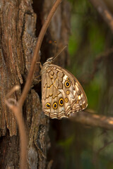 Fototapeta premium Closeup beautiful butterflies ( Lattice Brown) sitting on the tree.