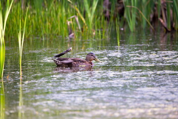 Side view of Mallard hen floating in a lake with grass hanging from beak during a summer golden hour, Leon-Provancher conservation area, Neuville, Quebec, Canada