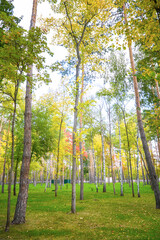 Yellow autumn trees in a forest or Park