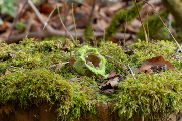 Old torn yellow tennis ball open on one side laying on moss on a tree stump