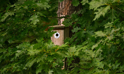 bird nesting box hanging on the tree in the forest
