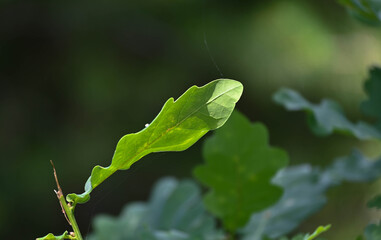 closeup of a small oak leaf growing in the woods