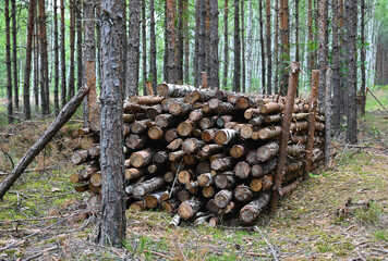 pile of wood lying on the ground