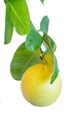 One bright yellow lemon fruit  hanging on a tree branch with leaves isolated on white background 
