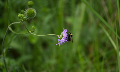 bumblebee sitting on a purple flower