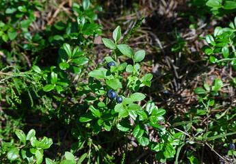 forest berries in the sharp rays of the sun